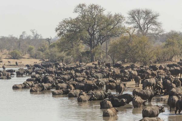 South Africa, Cape buffalo herd at water hole